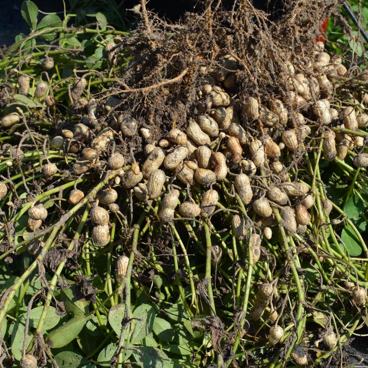 NASS: Georgia peanut growers produce record crop